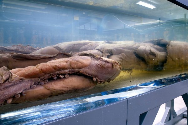 Kraken адрес