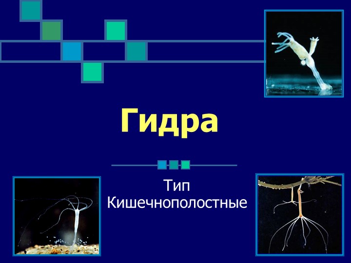Ссылка на даркнет в тор